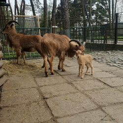W mini zoo urodziły się trzy kózki