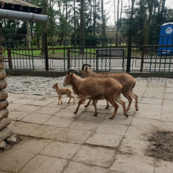 W mini zoo urodziły się trzy kózki