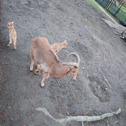 W mini zoo urodziły się trzy kózki