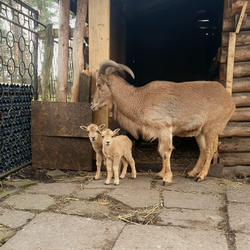 W mini zoo urodziły się trzy kózki
