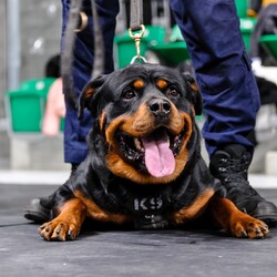 Sosnowieccy policjanci podczas Dnia Bezpieczeństwa