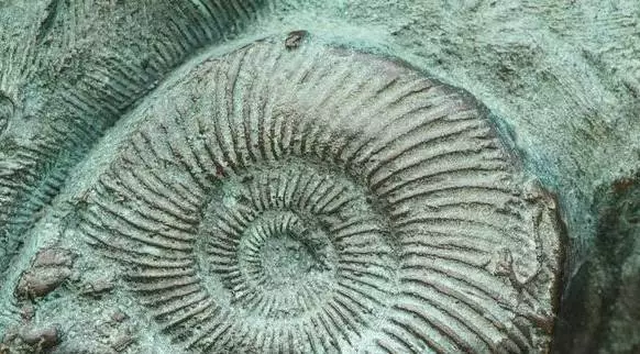 Ciekawostki paleontologiczne w ramach Zagłębiowskiego Czwartku