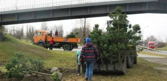 Czas na nowe nasadzenia! W Sosnowcu posadzą ponad 700 drzew liściastych i 40 iglastych
