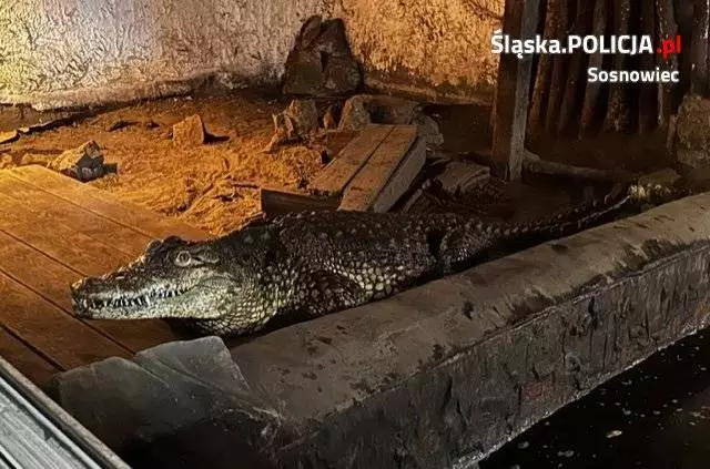 Nietypowy lokator na jednym z sosnowieckich osiedli. Policjanci odebrali krokodyla! / fot. KMP Sosnowiec