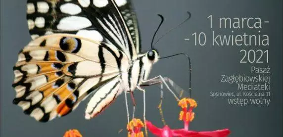 Nowa wystawa w Mediatece: Szczęśliwe chwile to motyle. Wstęp wolny!
