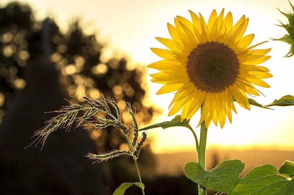 Słoneczniki 2021 - Zgłoś inicjatywę! / fot. Pixabay