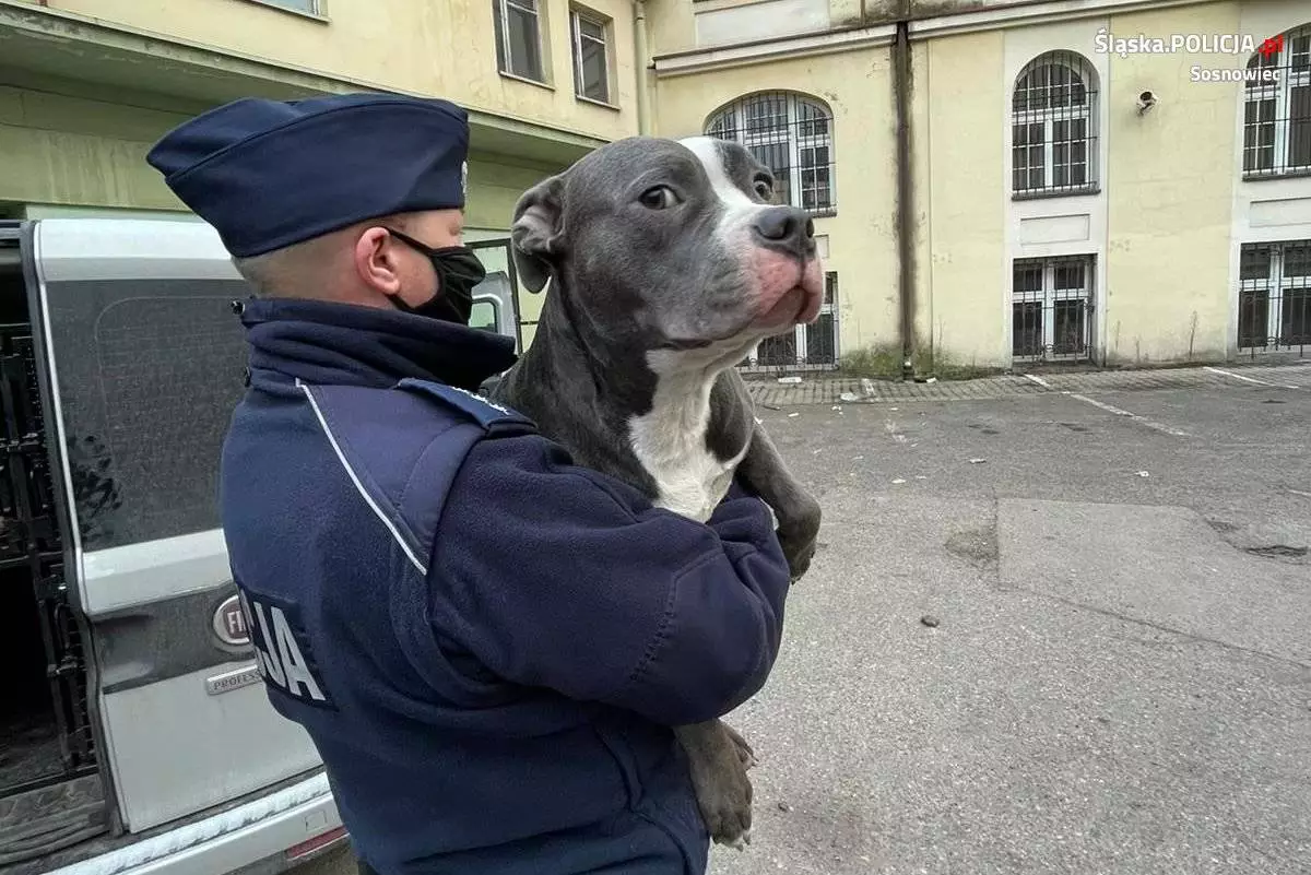 Sosnowieccy policjanci zabezpieczyli błąkającego się psa. Czworonoga odebrał właściciel