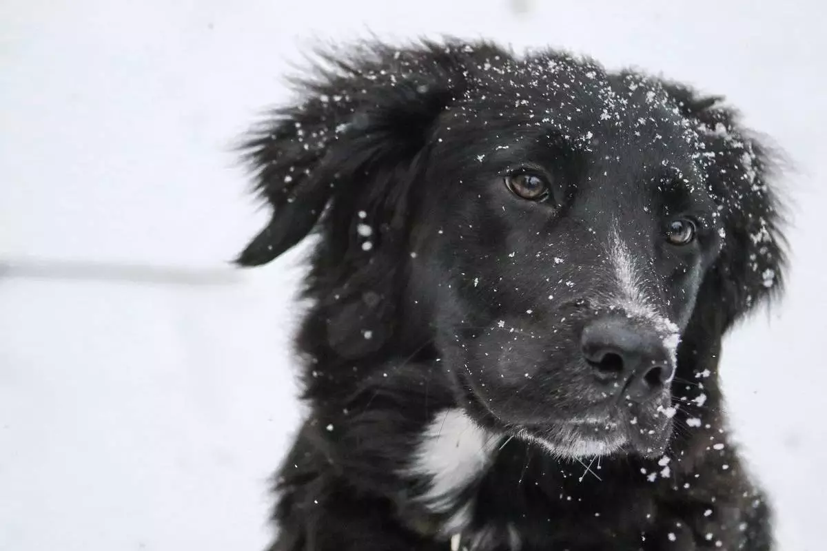 Zima to trudny okres dla zwierząt. Jak o nie zadbać?